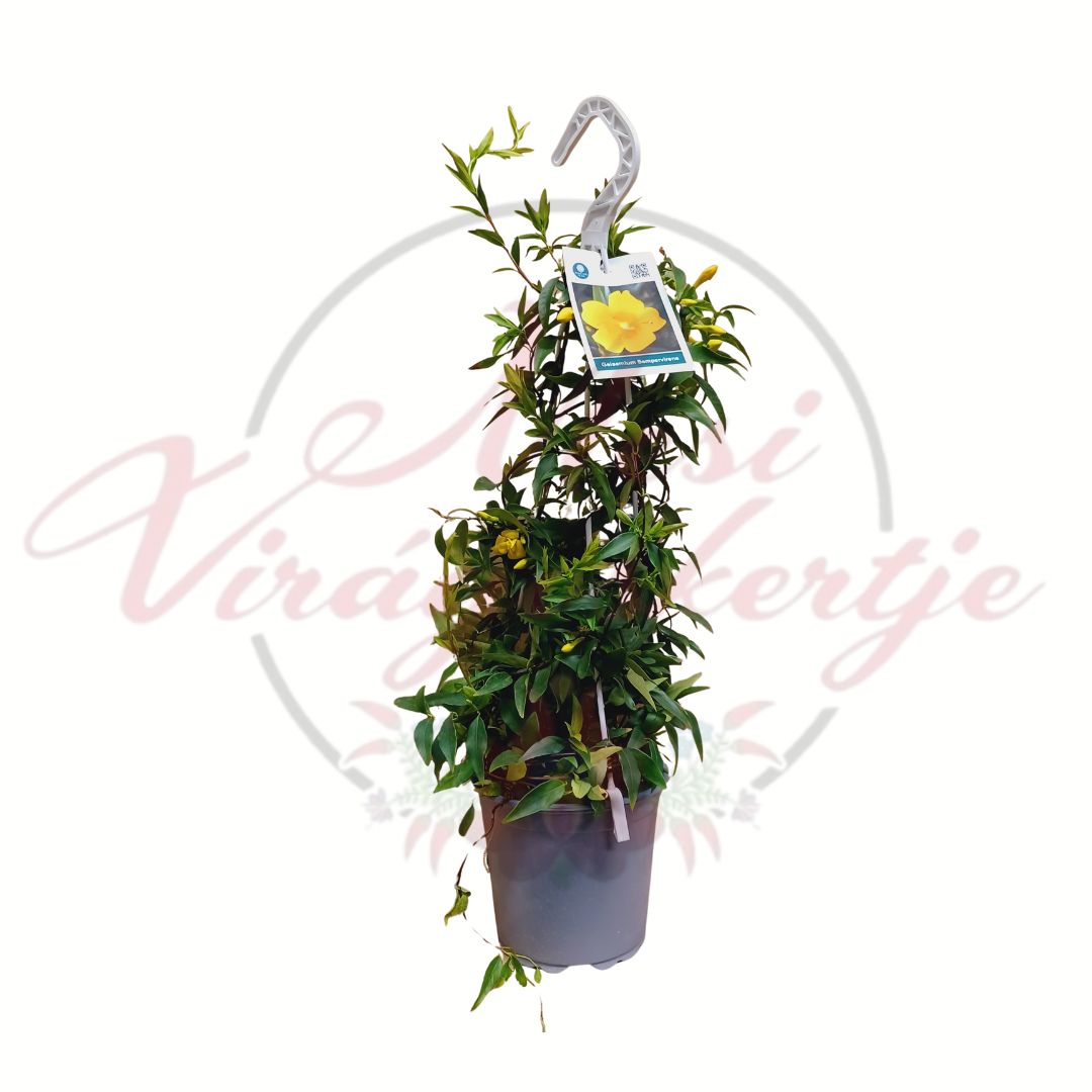 Sárga jázmin – Gelsemium sempervirens virágzó kúszónövény cserépben
