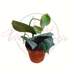 Scindapsus szobanövény ezüstös mintázatú levelekkel cserépben