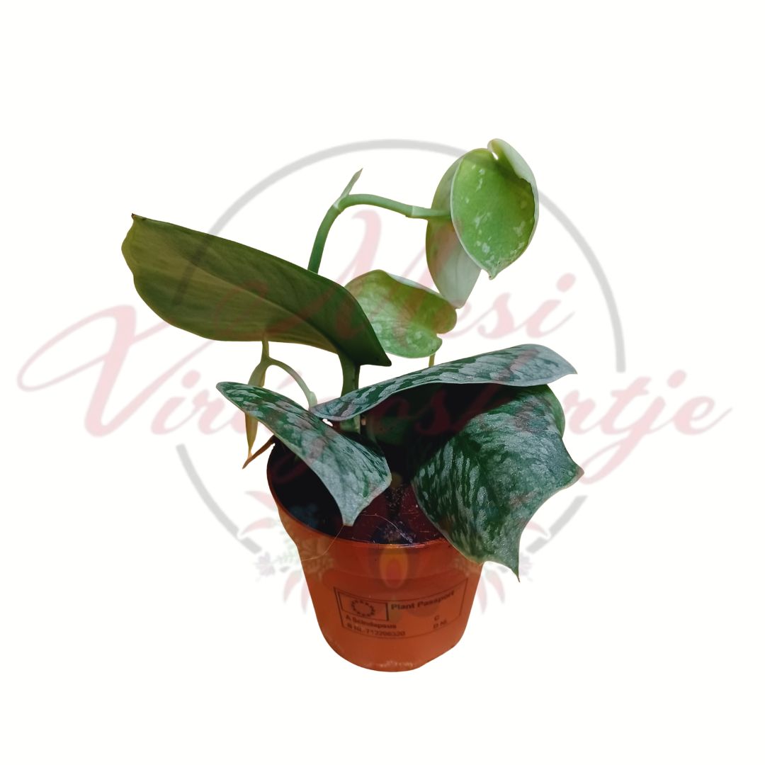 Scindapsus szobanövény ezüstös mintázatú levelekkel cserépben