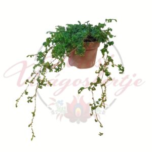 Csipkeharaszt (Selaginella uncinata) különleges lombbal, cserepes kiszerelésben