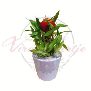 Szerencsebambusz kaspóban Dracaena sanderiana dekoratív szobanövény