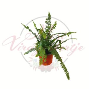 Szívlevelű szobapáfrány (Nephrolepis cordifolia) cserepes lombdísznövény