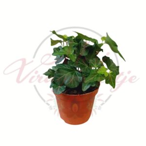 Szobaborostyán (Hedera helix) cserepes zöld lombdísznövény