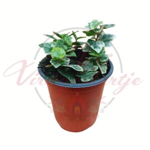 Szobaborostyán tarka levelekkel cserépben