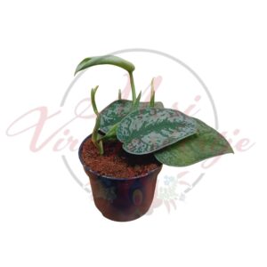 Ezüst szobafutóka Scindapsus pictus cserépben, ezüstösen mintázott zöld levelekkel, világos háttéren