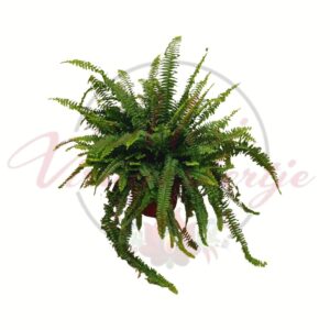 Szobapáfrány Nephrolepis exaltata dús zöld lombozattal