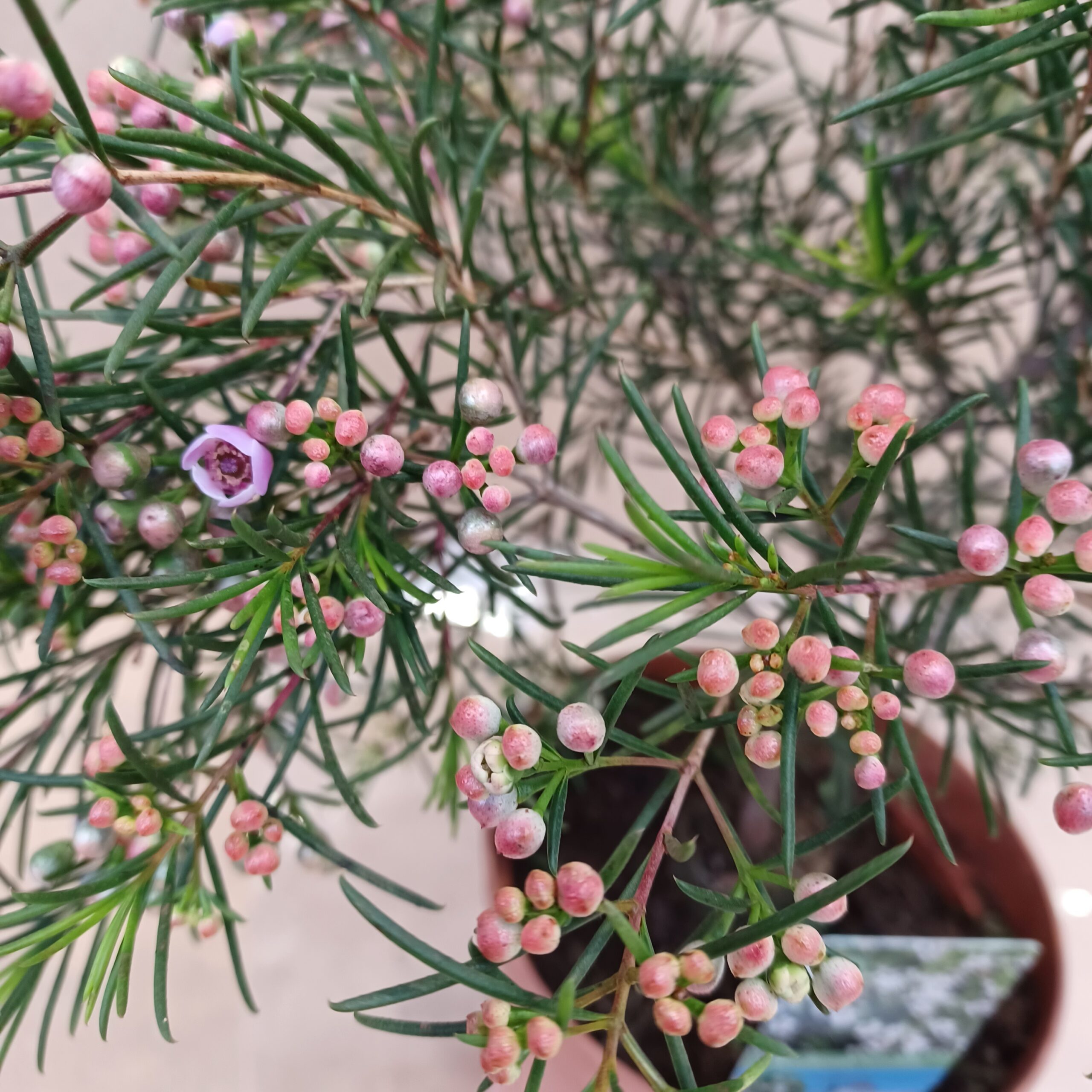 Törzses viaszvirág rózsaszín bimbókkal közelről