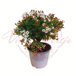 Közönséges viaszvirág fehér virágokkal és piros bimbókkal cserépben