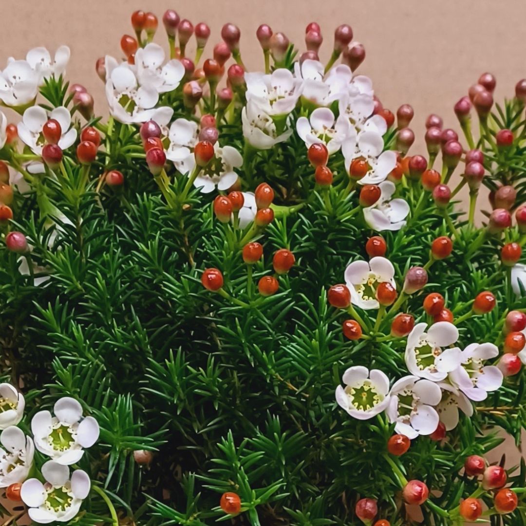 Közönséges viaszvirág fehér virágainak közeli képe piros bimbókkal