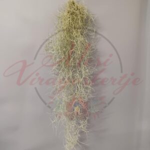 Zuzmószerű szakállbromélia (Tillandsia usneoides) levegőn élő növény