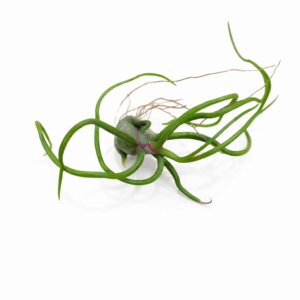 Szakállbromélia Tillandsia csavarodó zöld levelekkel