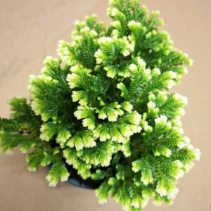 Csipkeharaszt Selaginella martensii Jori sűrű zöld lombozata közelről