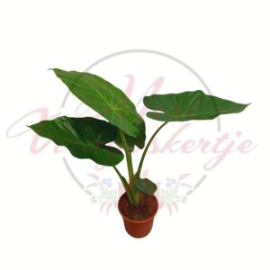 Elefántfül alokázia nagy zöld levelekkel cserépben