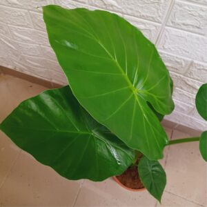 Elefántfül alokázia fényes zöld levelei közelről