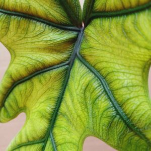 Alokázia Jacklyn Alocasia tandurusa Jacklyn levélerezete közeli felvételen