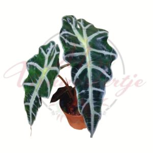 Alokázia Polly sötétzöld levelei fehér erezettel szobanövényként