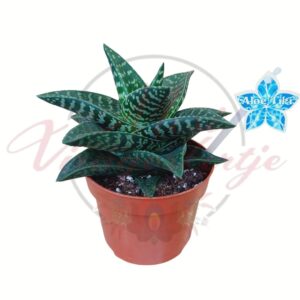 Aloe Tiki mintás levelű kompakt díszaloé cserépben