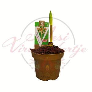 Amarílisz hagyma Hippeastrum barackos csillag alakú virággal