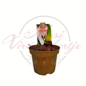 Amarílisz hagyma Hippeastrum rózsaszín virággal