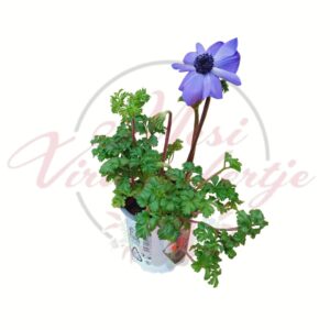 Koronás szellőrózsa színes virágú dísznövény cserépben