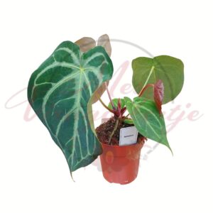 Kristálylevél anthurium bársonyos, erezett levelekkel cserépben