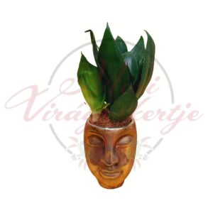 Anyósnyelv kerámia kaspóban egyszínű zöld levelekkel