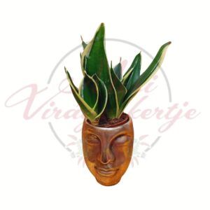 Anyósnyelv kerámia kaspóban zöld levelekkel sárga szegéllyel