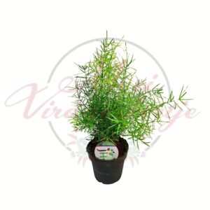Tűlevelű aszparágusz – Asparagus setaceus cserepes szobanövény finom levélzettel