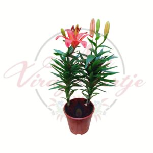 Ázsiai liliom cserépben rózsaszín virágokkal