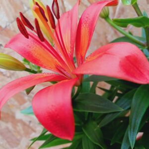 Ázsiai liliom rózsaszín virága közelről