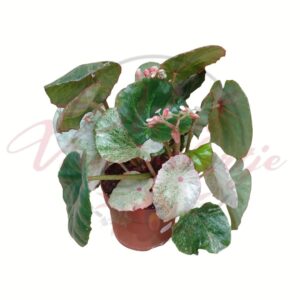 Színes levelű begónia díszcserépben, virágzó hajtásokkal