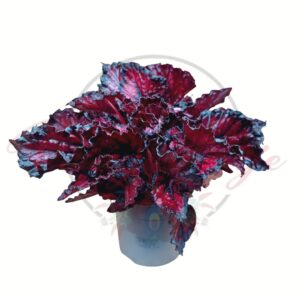 Begónia rex sötétbordó fodros levelű dísznövény cserépben