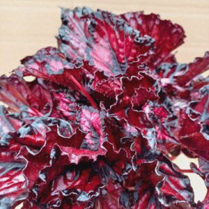 Sötétbordó, fodros levelű begónia rex hibrid részletgazdag levélzettel