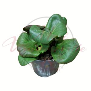 Bőrlevél Bergenia cordifolia cserepes évelő növény vastag levelekkel