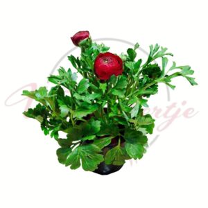 Ázsiai boglárka bordó Ranunculus asiaticus telt virágú cserepes dísznövény
