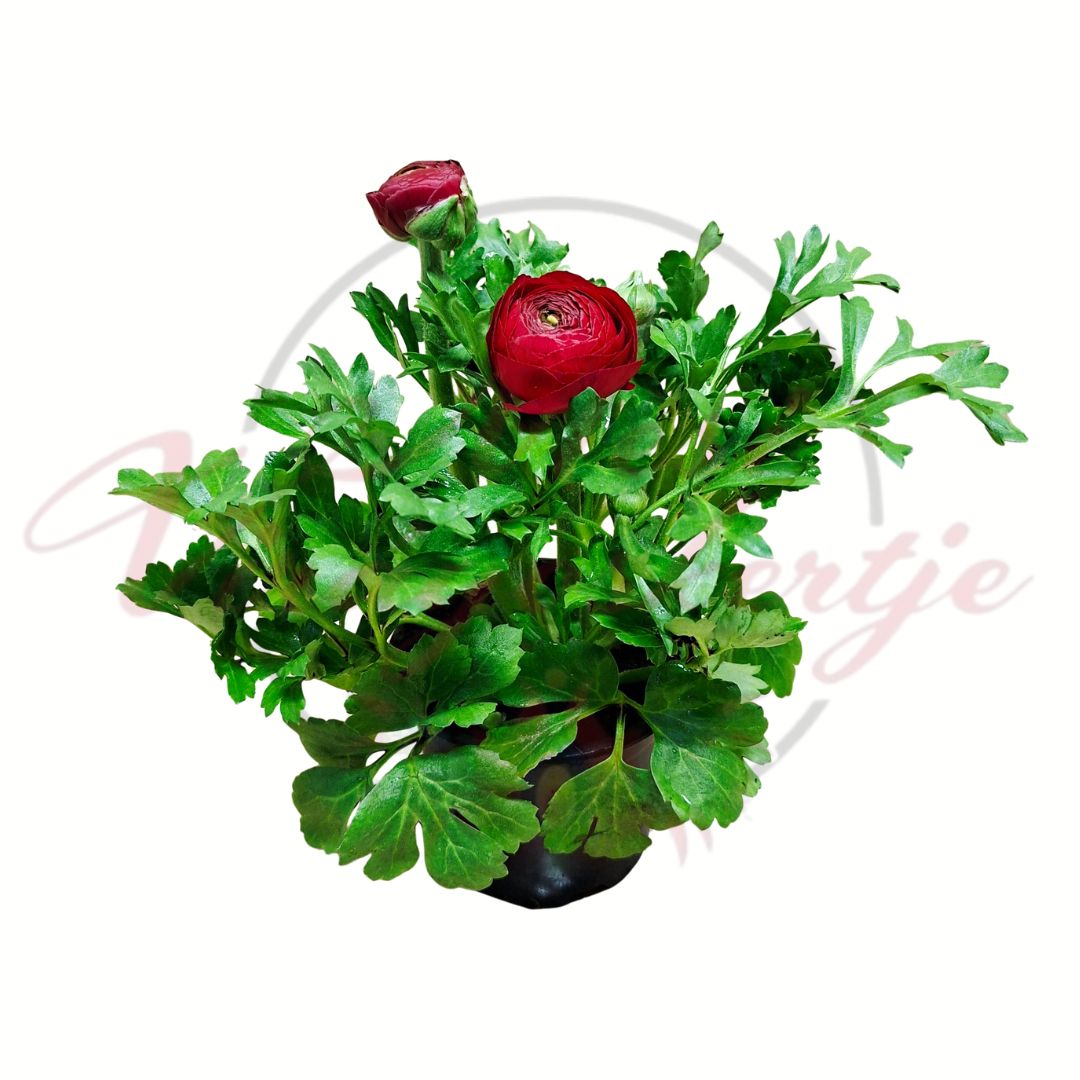 Ázsiai boglárka bordó Ranunculus asiaticus telt virágú cserepes dísznövény