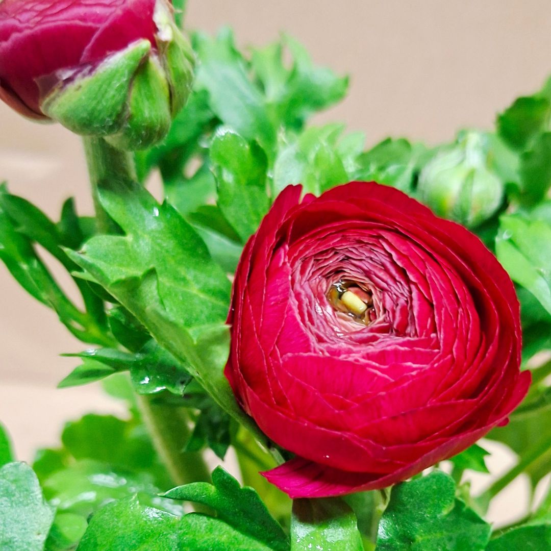 Ázsiai boglárka bordó telt virága közelről Ranunculus asiaticus