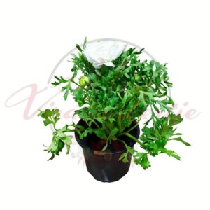 Ázsiai boglárka fehér Ranunculus asiaticus telt virágú cserepes növény