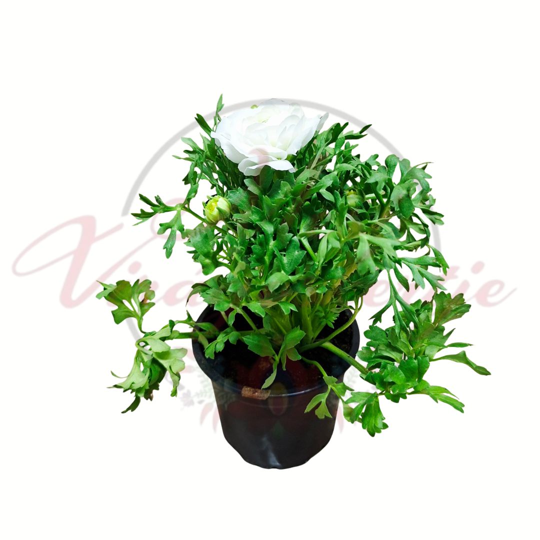 Ázsiai boglárka fehér Ranunculus asiaticus telt virágú cserepes növény