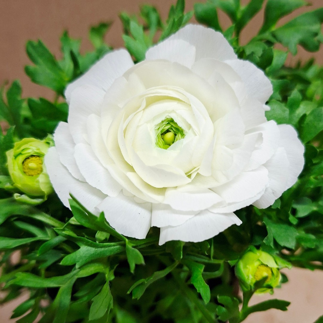 Ázsiai boglárka fehér telt virága közelről Ranunculus asiaticus