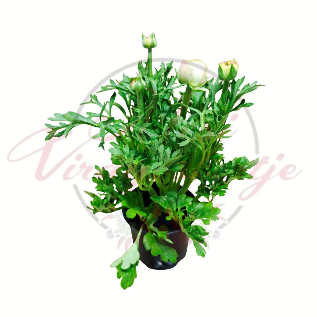 Ázsiai boglárka krém Ranunculus asiaticus telt virágú cserepes dísznövény