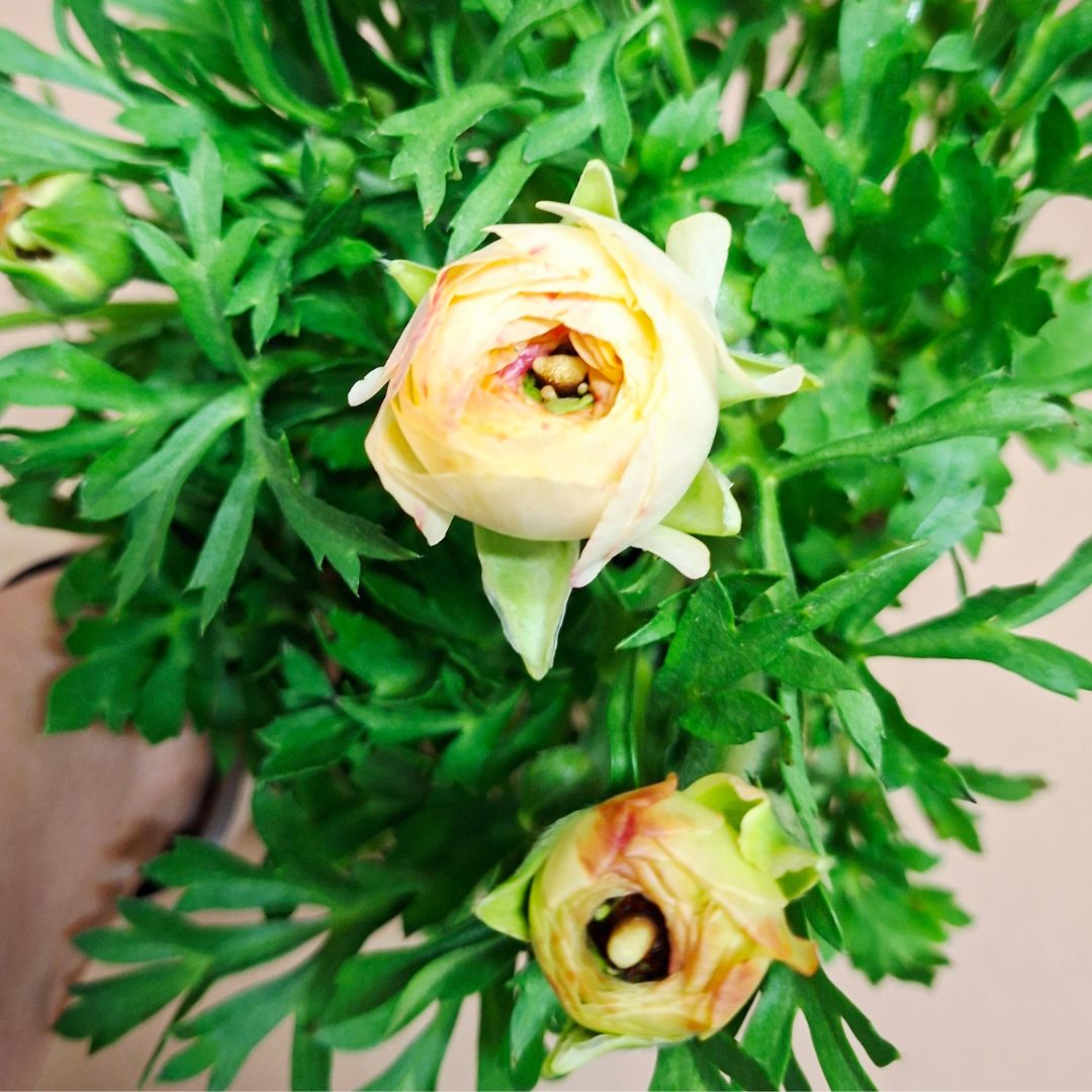 Ázsiai boglárka krém színű telt virága közelről