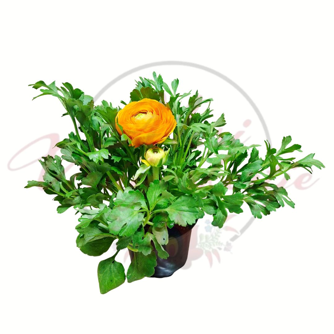 Ázsiai boglárka narancs Ranunculus asiaticus élénk virágú cserepes növény