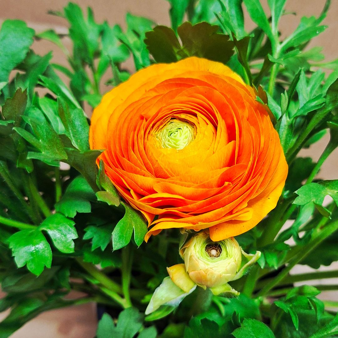 Ázsiai boglárka narancs telt virága közelről Ranunculus asiaticus