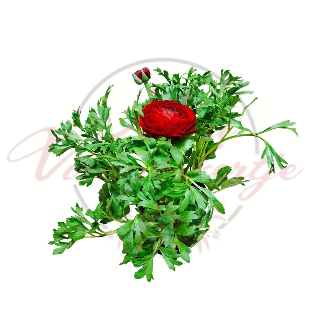 Ázsiai boglárka piros Ranunculus asiaticus telt virágú cserepes dísznövény