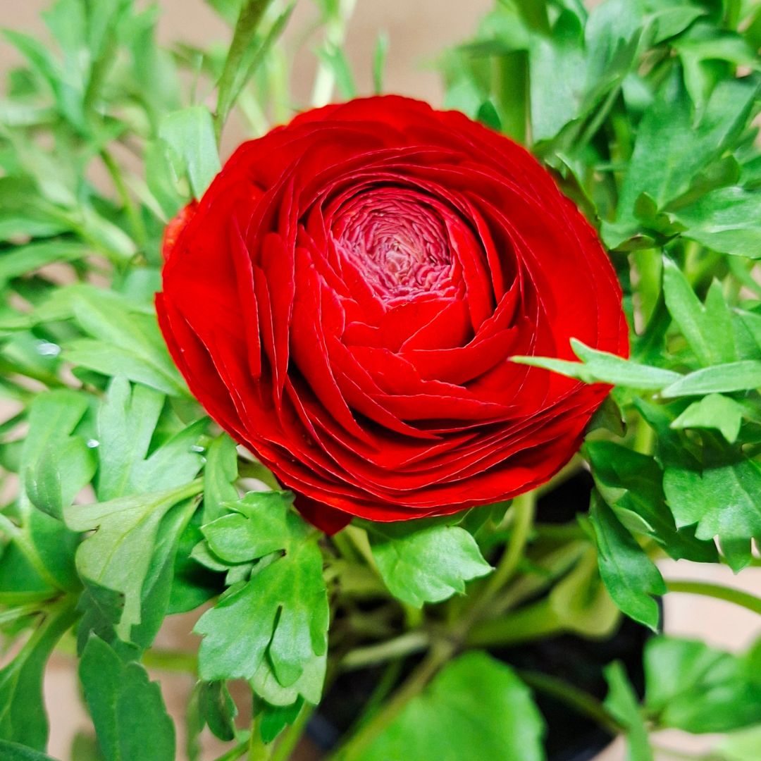 Ázsiai boglárka piros telt virága közelről Ranunculus asiaticus