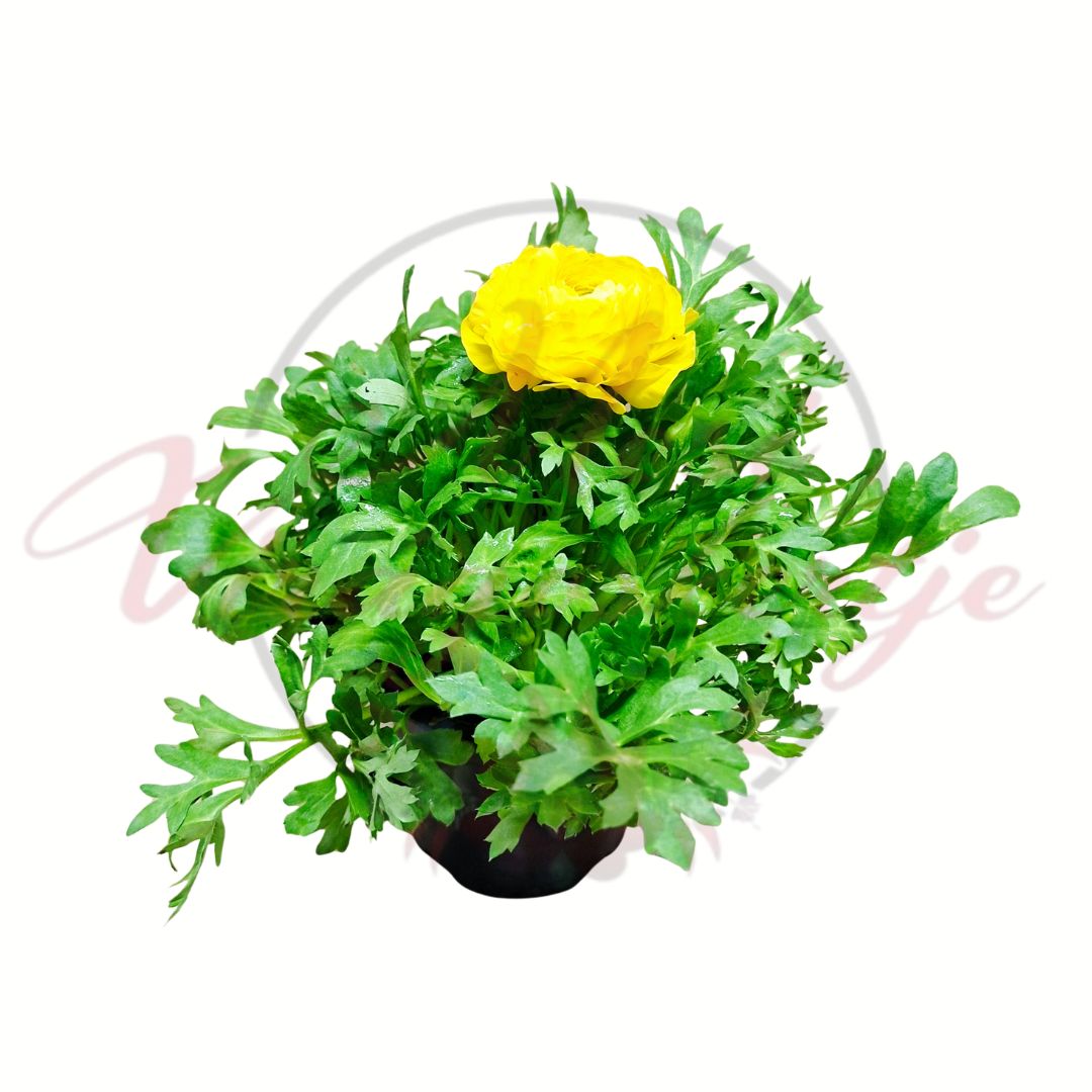 Ázsiai boglárka sárga Ranunculus asiaticus telt virágú cserepes növény