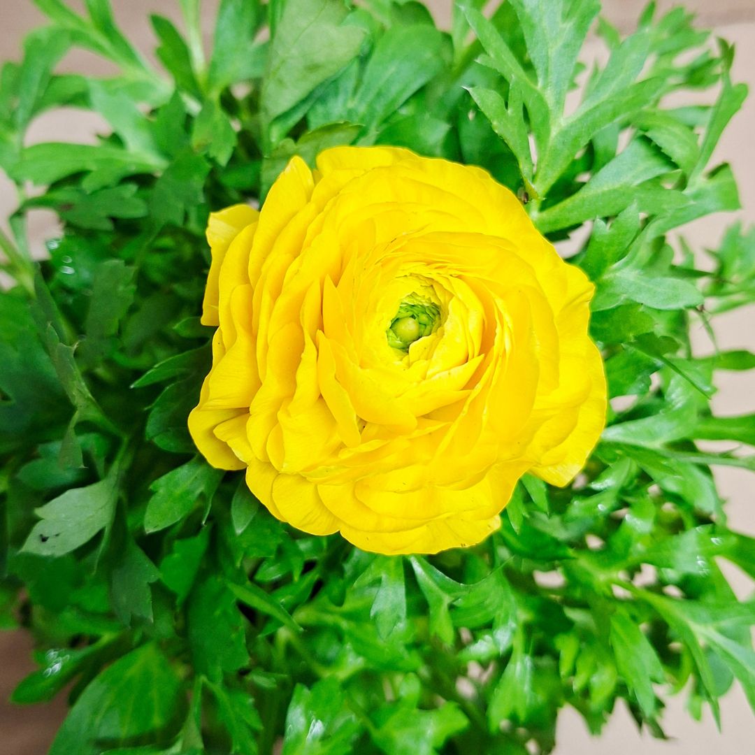 Ázsiai boglárka sárga telt virága közelről Ranunculus asiaticus