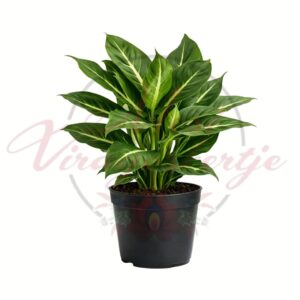 Dieffenbachia Green Magic buzogányvirág zöld levelű szobanövény cserépben