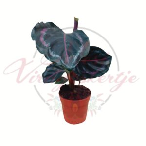 Mini calathea Calathea spp. sötét mintázatú levelekkel cserépben